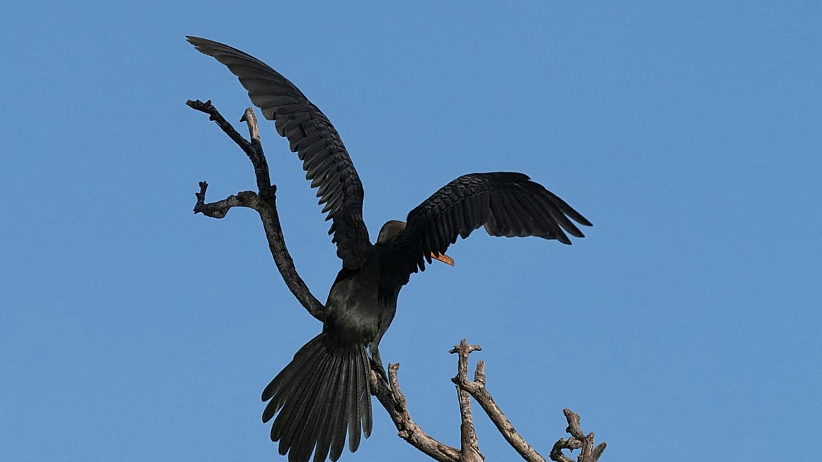 Drones as fish rescuers? Pilot project against cormorants