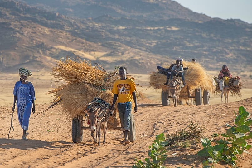Las familias desplazadas se aventuran más allá de las afueras de Tawila con carros tirados por burros para recoger paja para los refugios o leña