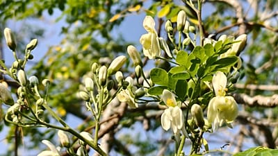 Los investigadores probaron un extracto salino elaborado a partir de semillas de moringa frente al sulfato de aluminio.