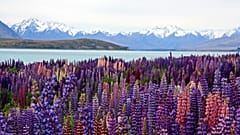 Bunte Lupinen blühen eindrucksvoll am Ufer des Lake Tekapo in Neuseeland