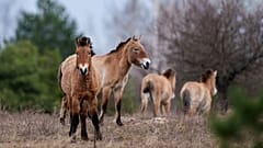 Wildlebende Przewalski-Pferde grasen in einem Wald der Sperrzone von Tschernobyl. 8. April 2026