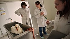 Volontari che curano un cigno all'ospedale veterinario per animali selvatici di Maisons-Alfort, vicino a Parigi, il 17 aprile 2026.
