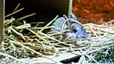 De petits bandicoots autrefois jugés éteints sont relâchés dans la nature: 100 animaux