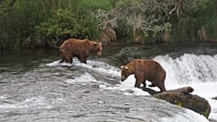 Zwei Braunbären suchen an den Brooks Falls im Katmai National Park and Preserve in Alaska nach Lachsen, 1. Oktober 2023.