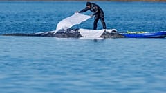 Ein Helfer legt Tücher auf den in der Ostsee gestrandeten Buckelwal