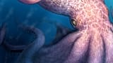 Questa illustrazione, diffusa dai ricercatori nell’aprile 2026, mostra un polpo gigantesco che potrebbe essere stato un superpredatore marino milioni di anni fa.