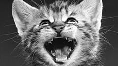 Walter Chandoha: Familienkatzen