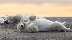 Белые медведи лежат на барьерном острове недалеко от Кактовика, Аляска, 2019 год