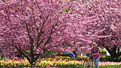 Kirschblüten in Deutschland