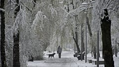 Eine Frau führt ihre Hunde am Montag, 27. April 2026, durch eine schneebedeckte Allee in Moskau, Russland.