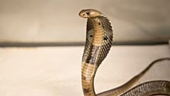 Auf diesem vom Wildlife Conservation Society bereitgestellten Foto vom 18. Dezember 2015 ist eine ca. 46 cm lange, einjährige Indische Kobra zu sehen.