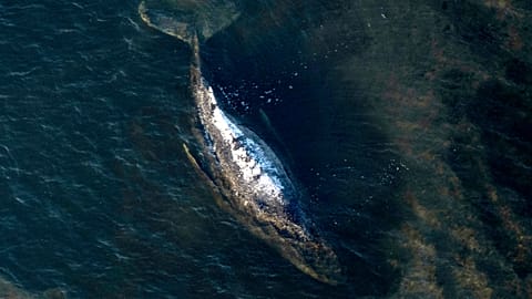 I resti della balena conosciuta come «Timmy» saranno trasferiti sulla terraferma dopo l'autopsia e poi trattati in una fabbrica danese.