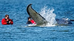Helpers use straps to try to pull the stranded humpback whale in Fährdorf, 28 April, 2026