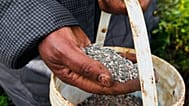 A farmer applies fertilizer to her land in Limuru, Kenya, March 25, 2026. (AP Photo/Jackson Njehia, File)