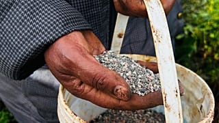 A farmer applies fertilizer to her land in Limuru, Kenya, March 25, 2026. (AP Photo/Jackson Njehia, File)
