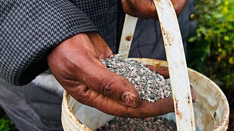 A farmer applies fertilizer to her land in Limuru, Kenya, March 25, 2026. (AP Photo/Jackson Njehia, File)