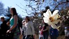 ARCHIV: Im Skulpturengarten der National Gallery in Washington spazieren Touristen an einem blühenden Baum mit weißen Blüten vorbei, Donnerstag, 20. März 2014,