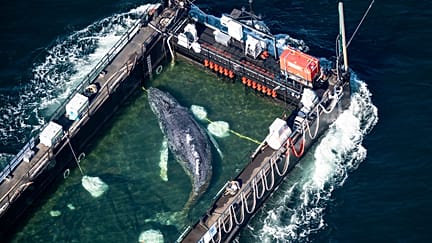 Timmy the stranded whale is finally on his way home thanks ...