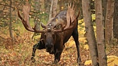 Symbolic image: A moose