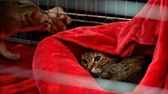Eine Katze schaut aus ihrem Versteck während eines internationalen Katzenschönheitswettbewerbs, der als "Katzen-Oscar" bezeichnet wird, mit mehr als 200 Katzen in Bukarest, Rumänien, 21.03.2026