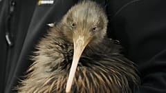 Ein Mitarbeiter einer Naturschutzorganisation trägt bei einer Veranstaltung im Parlament in Wellington einen Kiwi-Vogel. Neuseeland, Dienstag, 28. April 2026.