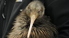 Ein Mitarbeiter einer Naturschutzorganisation trägt bei einer Veranstaltung im Parlament in Wellington, Neuseeland, am Dienstag, 28. April 2026, einen Kiwi.
