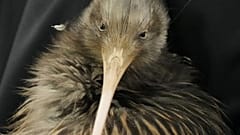 Un empleado de una organización de conservación transporta un ave kiwi durante un acto en el Parlamento, en Wellington, Nueva Zelanda, el martes 28 de abril de 2026.