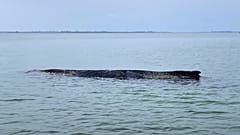 La megattera si è nuovamente arenata nella baia di Wismar, vicino a Wismar, sabato 28 marzo 2026.