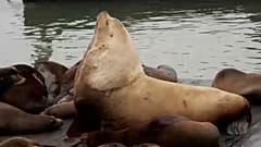 Il gigantesco leone marino di Steller «Chonkers» attira l’attenzione a San Francisco