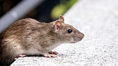 Un rat erre sur les voies du métro à Union Square, à New York. 