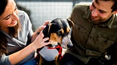 1.500 beagle sono destinati a nuove case dopo essere stati liberati da un centro di allevamento e ricerca.