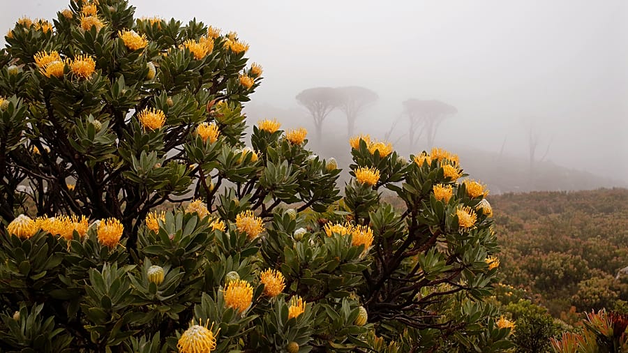 Once-extinct flower thrives again in South African national park