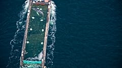 The whale before release in the North Sea
