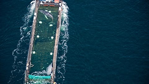 The whale before release in the North Sea