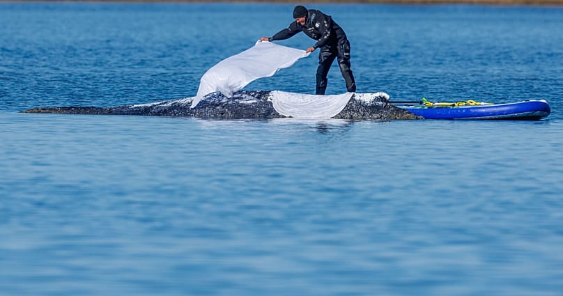 A worker throws wet cloths to protect the skin on the back of the stranded humpback dubbed "Timmy", in the shallow waters of the Baltic Sea, 22 April 2026