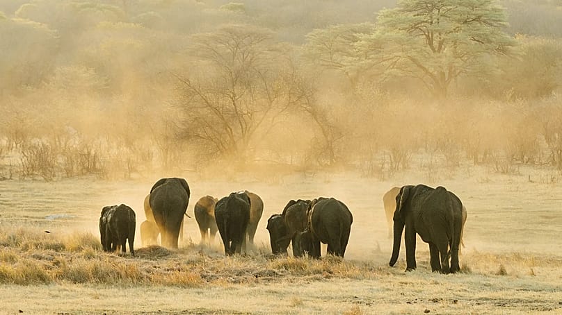 'Safari is fundamental, but Africa is much more than this'