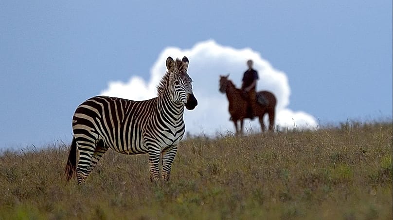A zebra roaming the plains