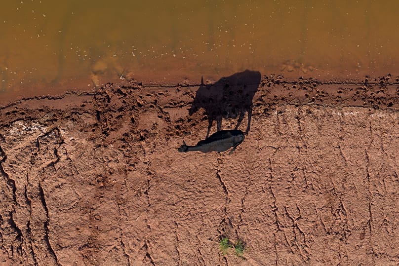 Une vache marche au bord d'un étang dans le comté de Foard, au Texas, durant une période de sécheresse, le samedi 25 avril 2026