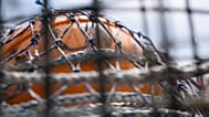 Das Land Mecklenburg-Vorpommern will rechtliche Schritte gegen die private Initiative prüfen.