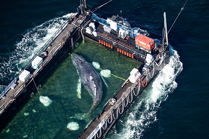 Der vor Wismar aus einer flachen Bucht geborgene Buckelwal wurde in einem gefluteten Frachtschiff in Richtung Nordsee transportiert.