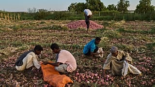 Soudan : la relance de l'agriculture plombée par le conflit au Moyen-Orient