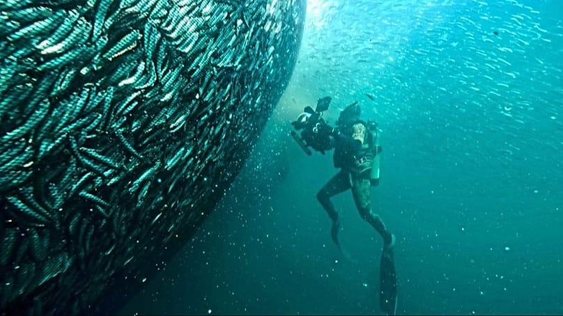 A Planet Earth III operatőre óriási szardellarajt filmez