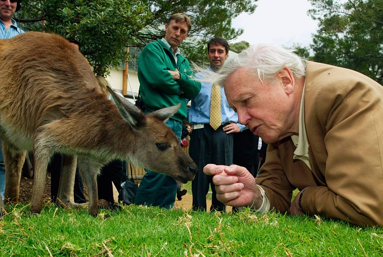 Sotto lo sguardo dei dipendenti dello zoo, David Attenborough tende la mano a un canguro durante la sua visita al Taronga Zoo di Sydney, Australia, 14 ottobre 2003.