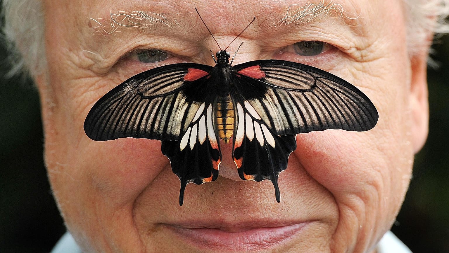 David Attenborough feiert heute seinen hundertsten Geburtstag