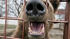 FILE: A bear chews the bars of a cage at the estate of Ion Balint