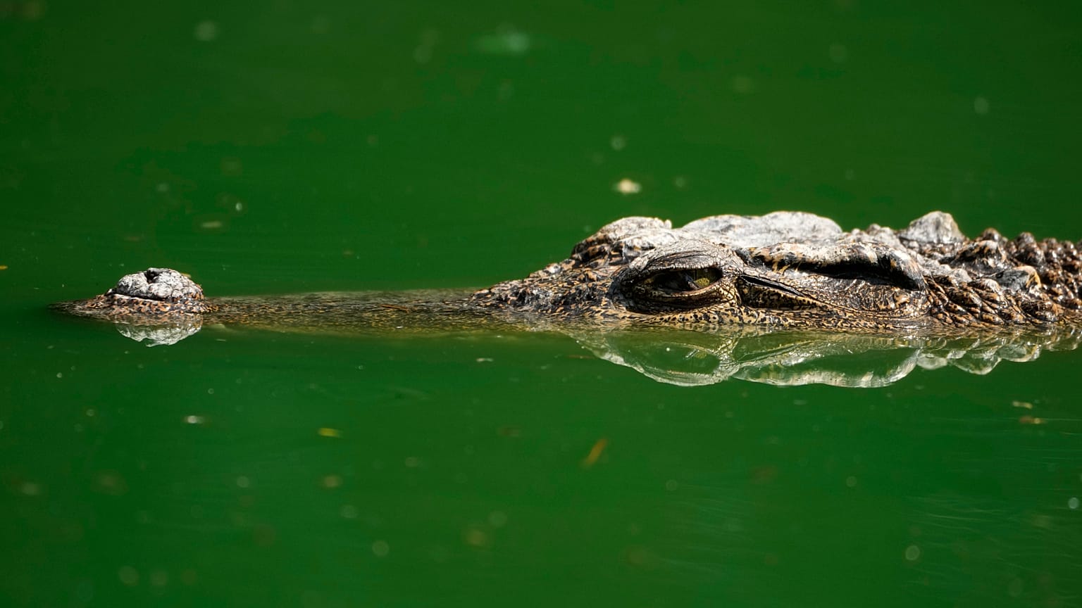 Corpo de português encontrado no interior de crocodilo na África do Sul 