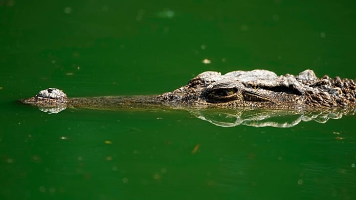 Corps d'un Portugais découvert dans un crocodile en Afrique du Sud