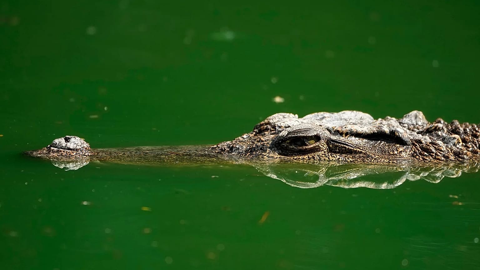 Portuguese man's body found inside crocodile in South Africa 