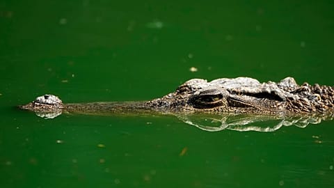 Portuguese man's body found inside crocodile in South Africa 