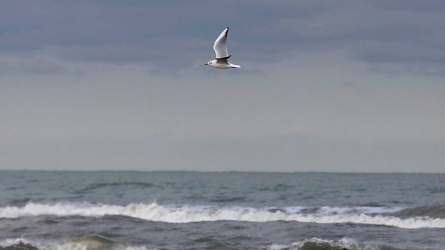 Caspian Sea, bird migrating